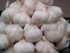 New Crop Fresh Pure White Garlic 5cm 5.5cm for Southeast Asia , Middle East