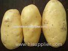 Natural Yellow Skin Organic Fresh Holland Potato Large Size 80 - 150g