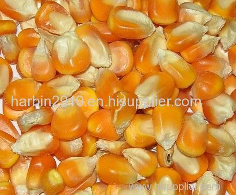 Yellow Maize Grade 1,2,3