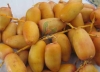 Fresh egyptian barhi dates