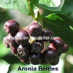 what is Aronia chokeberry Extract?
