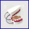 Manufacturer of 2 Layer Dental Acrylic Resin Teeth with OEM service Oral care model