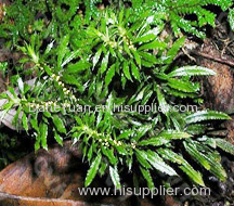 Huperzia Serrate Plant Extract