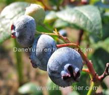 pure Bilberry Plant Extract.