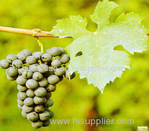 Grape Seed Plant Extract.