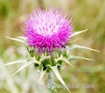 Milk Thistle Plant Extract.