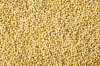 Yellow Millet Red Millet Pearl Millet highest quality millet