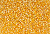 Yellow and White GMO Corn for sale