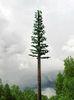 Cell Phone Tower Palm Tree Outdoor 30 -100 m Communication 3 M ~ 7 M