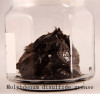 Molybdenum Disulfide Grease 123