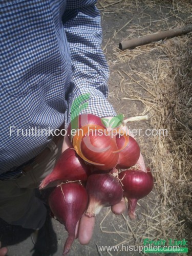 Egyptian red onion by fruit link