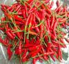 Fresh Small Chilli Origin Viet nam