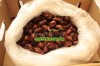 Egyptian semi dry dates by fruit link