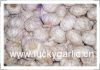 garlic fresh garlic normal white garlic pure white garlic red garlic white garlic