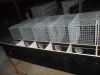 stainless steel welded mesh mink cage/hot dipped galvanized mink cage/mink wire mesh cage