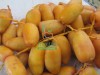 Egyptian fresh samani dates by fruit link