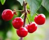 Cherry Extract Powder/Spray Dried Cherry Powder/ Instant Fruit Juice Powder/High VC Content Beverage
