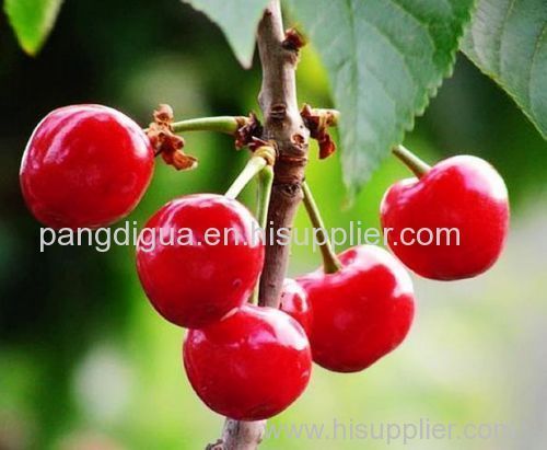 Cherry Extract Powder/Spray Dried Cherry Powder/ Instant Fruit Juice Powder/High VC Content Beverage