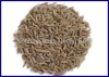 cumin seeds exporter india