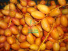 egyptian fresh dates samani by fruit link