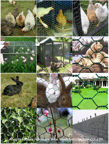 High quality Hexagonal Chicken Wire Netting