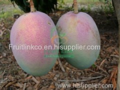 Fresh egyptian mango ( keitt ) by fruit link