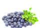 Bilberry of plant Extract
