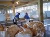 Polypropylene Big Bag Food Grade FIBC UV treated for food industry