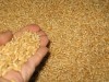Wheat Grains (Wheat Grains)