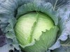 Green Fresh Spring Cabbage