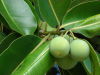 Tamanu oil-HIGH QUALITY-BEST PRODUCT