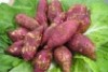 Fresh Red Sweet potatoes