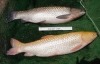 Spawn Grass Carp (Ctenopharyngodon Idella