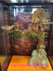 Yinchen wooden Buddha beads-eaglewood-4