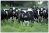 High Quality Live Dairy Cows and Pregnant Holstein Heifers Cows For sale