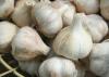 Fresh Normal White Garlic