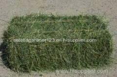 Sun Dried Alfalfa Hay in Netherlands