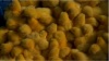 Broiler day old Chicks for sale/COMMERCIAL BROILER CHICKS/ROSS308/COBB500/HUBBARD