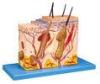 Skin Block Human Anatomy Model 26 position displayed training doll