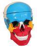 Colorful skull separation Human Anatomy Model 2 parts training doll