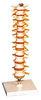 Vertebral Vertebra with stander Human Anatomy Model for nursing school