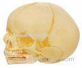 2 parts Infant skull Human Anatomy Model imported PVC training doll