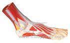 Foot Anatomy Human Model hand painted color for medical training