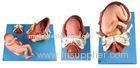Demenstration Childbirth Model / Human Anatomy Model Shows the Delivery Procedure