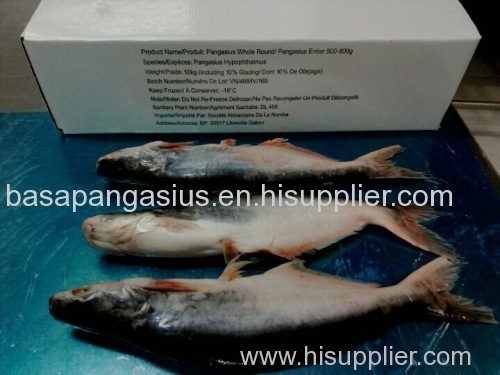 FROZEN PANGASIUS WHOLE ROUND CHEAP PRICE FOR AFRICA MARKET