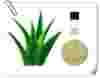 aloe vera extract for skin Aloe Extract