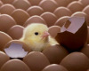 Broiler Hatching Eggs Cobb 500 and Ross 308 Exporters