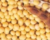 Soya Beans - NON GMO Brazil #1