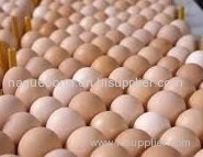 Broiler Hatching Eggs: Cobb 500 and Ross 308 for sale