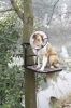 Steel frame Dog Stand